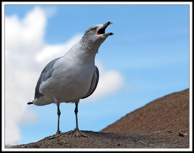 Bird on a Heap