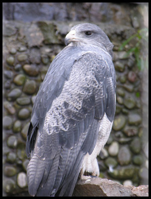 Andean hawk