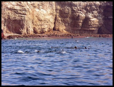 Sea lions 2