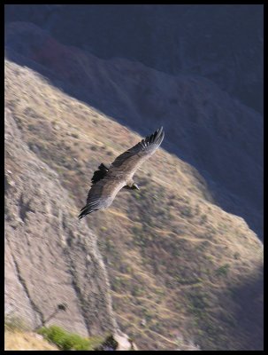 Colca canyon - juvenile condor 1