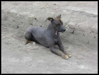 Peruvian hairless dog