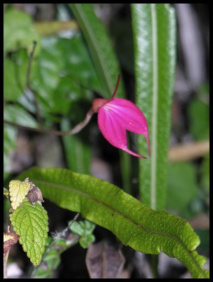 Masdevallia
