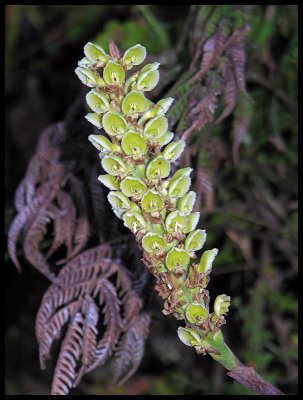 Altensteinia fimbriata