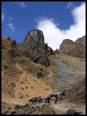 Mules near Yanama pass