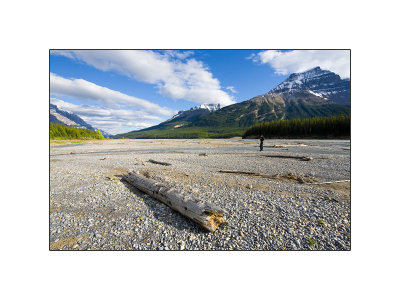 Driftwood in river bed