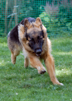 Luke at 9 Months (June 08)