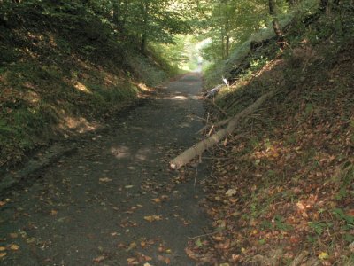 Attention aux branches ! (bis) - Drève Ste-Corneille