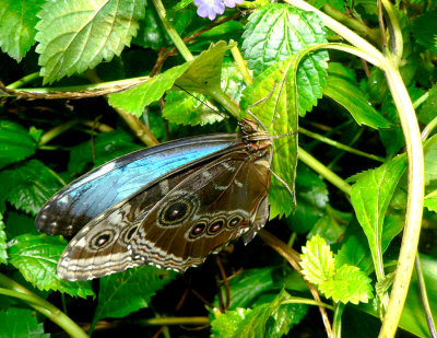 2008_79_ButterflyConservatory.JPG