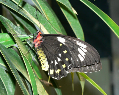 2008_87_ButterflyConservatory.JPG