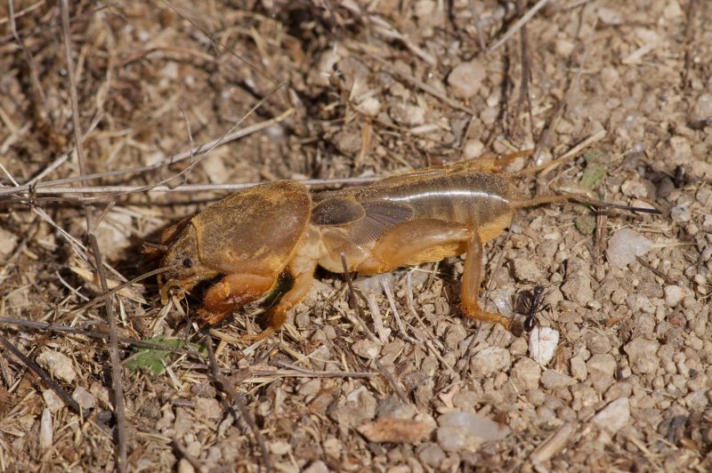 Gryllotalpa gryllotalpa- mole cricket - veenmol