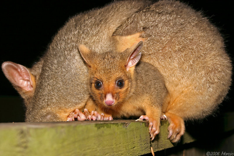 Brushtail Possum