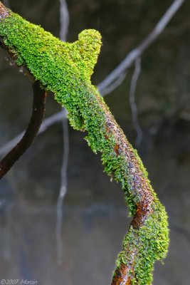 Queensland - rainforest