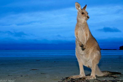 wallaby on a beach