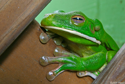 green tree frog