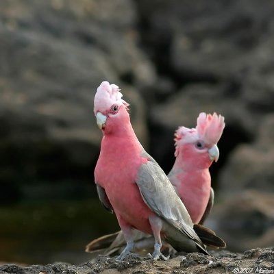 Galah Cockatoo