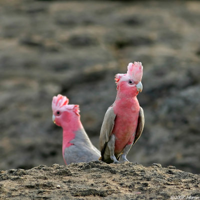 Galah Cockatoo