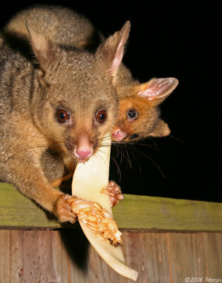 Brushtail Possum