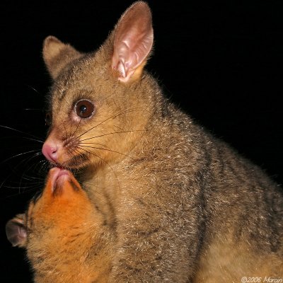 Brushtail Possum