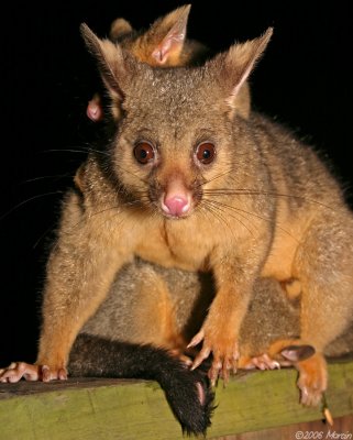 Brushtail Possum