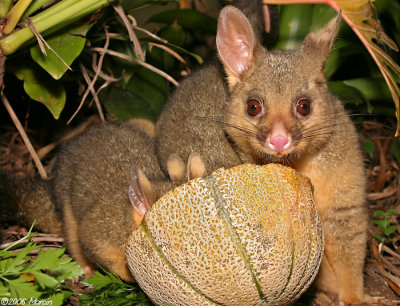 Brushtail Possum