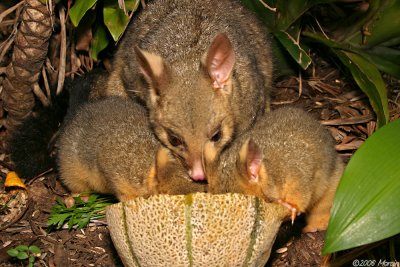 Brushtail Possum