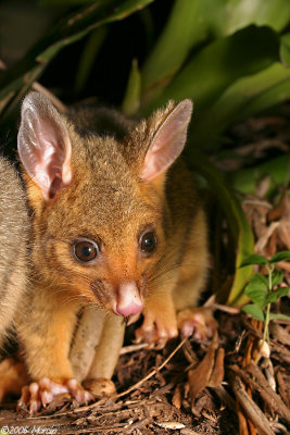 Brushtail Possum