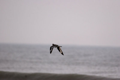 IMG_8368fix800.jpg