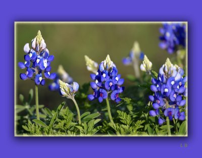 Bluebonnets