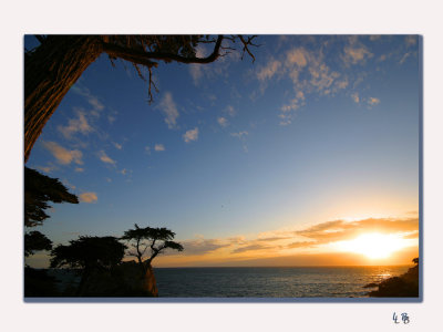 Monterrey Lone Cypress Tree1000.jpg