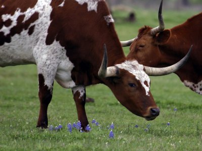 Longhorn and Bluebonnets 9896