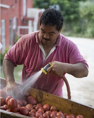 Preparing Bermuda potatoes for market