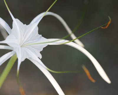 Spider lily, common local flower