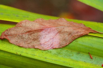 leaf on leaf