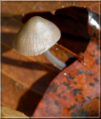 Mycena0046.jpg