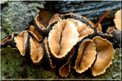 Beautiful Mushrooms and Fungi of Northern Virginia