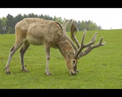 Wild animals