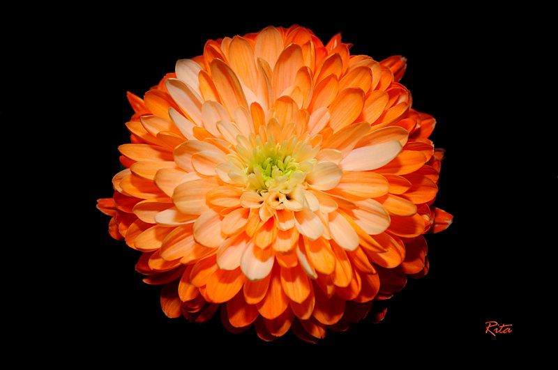 Orange Zennia