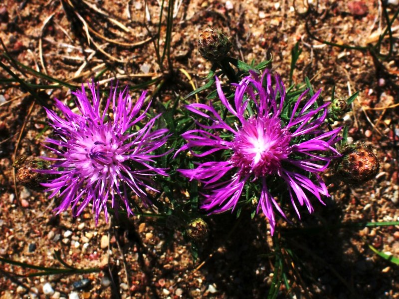 BASKETFLOWER