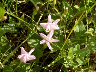 FIELD BINDWEED