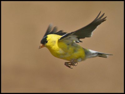 Goldfinch Flight
