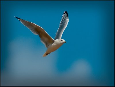 Ringbilled Gull