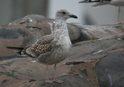 1cy Gran Canaria - 5 November (E, C.Isl.)