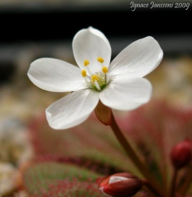 Drosera tubaestylis