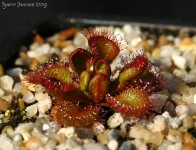 Drosera rupicola ( stolonifera ssp rupicola ) deep maroon plants