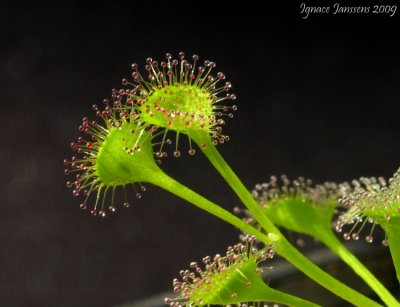 Drosera rupicola ( stolonifera ssp rupicola ) golden green form ( white flowers )