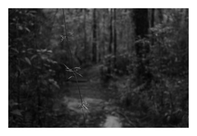 Rain forest, in the rain. Kota Kinabalu, Malaysia