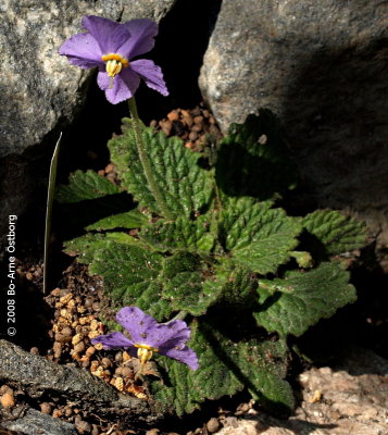 Gesneriaceae