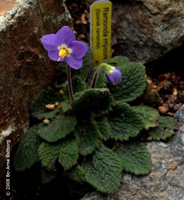 Gesneriaceae