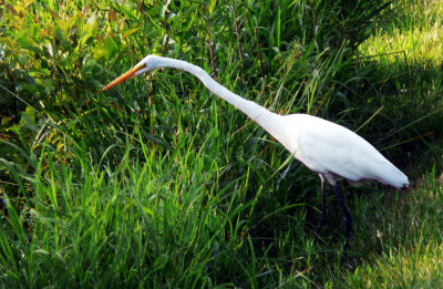 Egret In The Grass