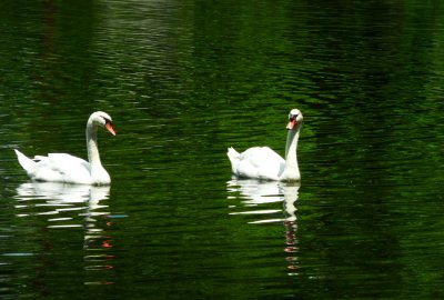 Two Swans 2
